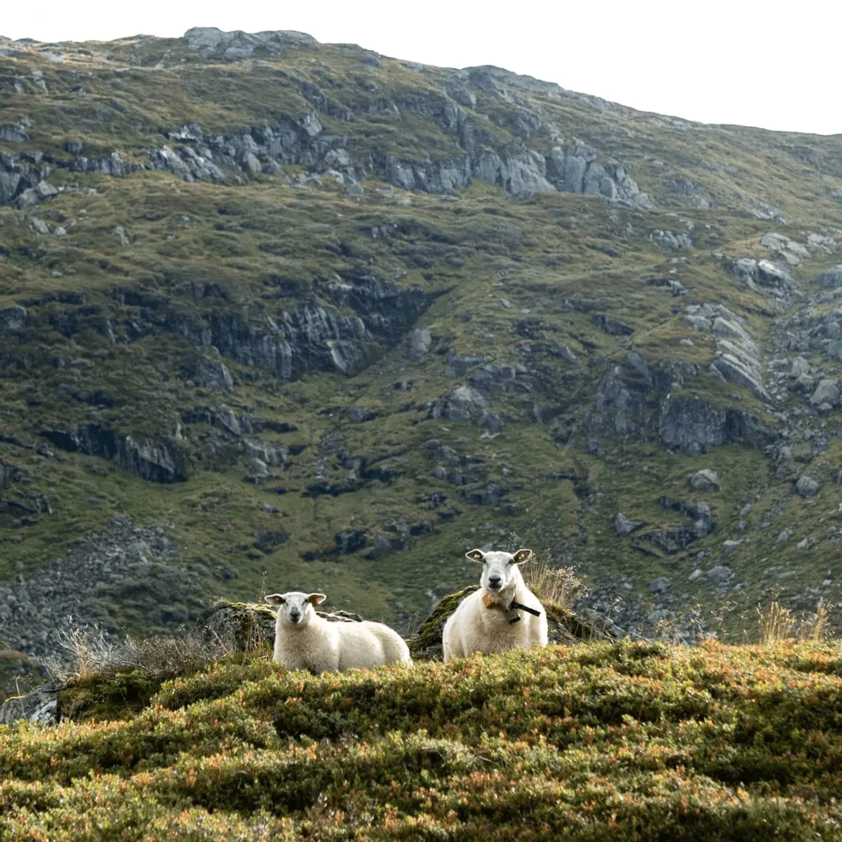 Pinnekjøtt av Fjellam 2kg A. Idsøe